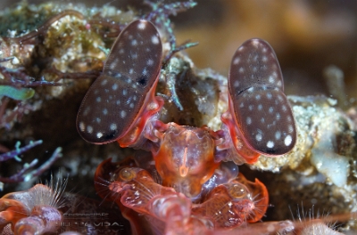 Philippines 2023 - Anilao - DSC07120 Lisas mantis Squille de lisa Lysiosquillina lisa